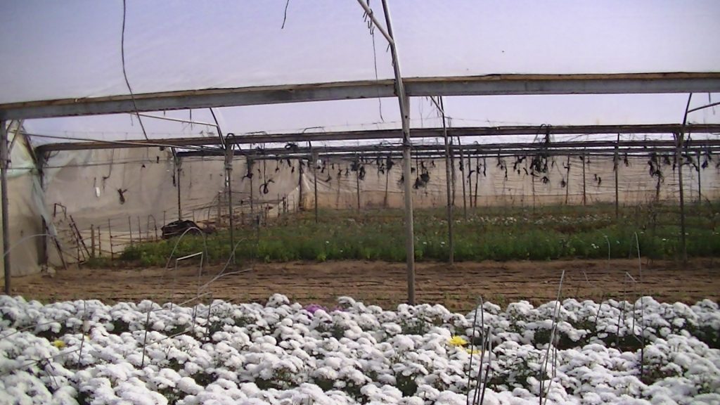 Hassan Hijazi's greenhouses in Rafah